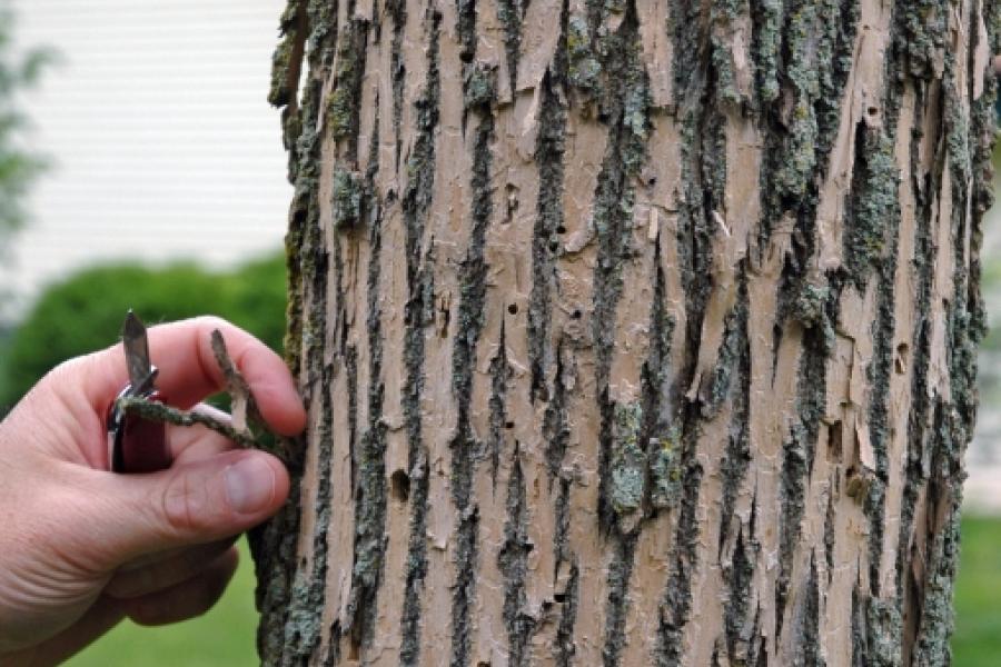 Emerald Ash Borer in Vermont Vermont Invasives